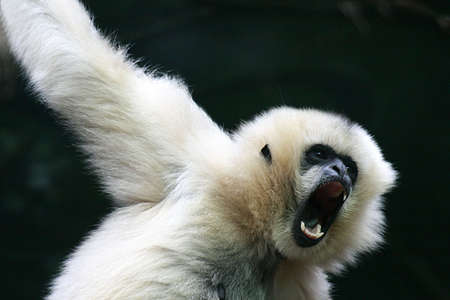 Angry Monkeyの写真素材