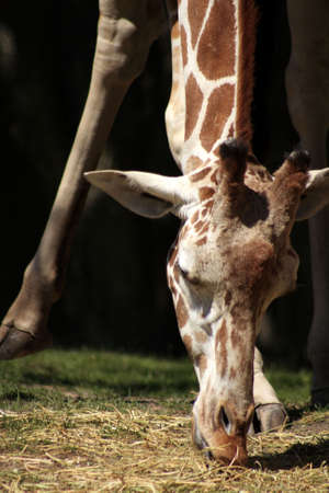 Giraffe eating hayの写真素材