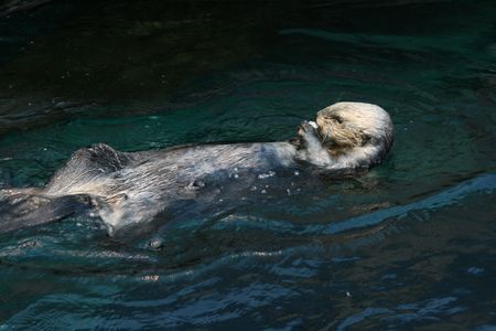 sea otter in portugal aquariumの写真素材