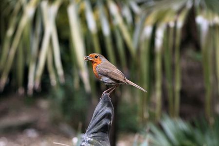 british robinの写真素材