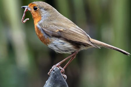 british robinの写真素材