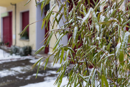 Snow on grass and leaves in front of residential and small business buildingの写真素材