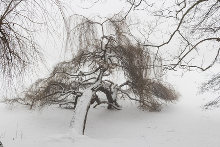 Meadow during snow storm by a lakeの写真素材