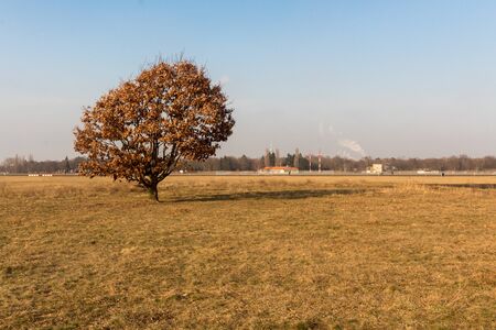 One lone tree on the airport tempelhof in berlinの写真素材