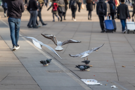 Seagulls and pigeons on Alexanderplatz in Berlinの写真素材