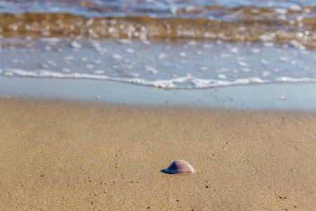 seashell on a spanish beach at the mediterranean sea