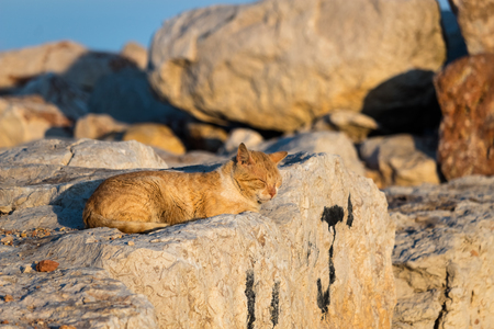 An orange, golden striped cat enjoying the sunset by the mediterranean cost of vinarosの写真素材