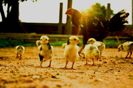 Little Chickの写真素材