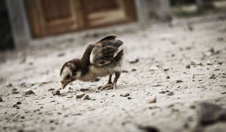 A Little Chickの写真素材