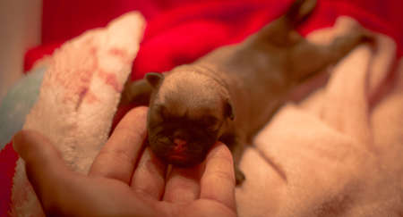 Pug Puppyの写真素材