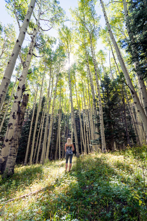 Woman in nature looking up, surrounded by tall treesの写真素材