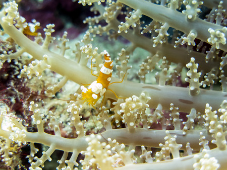 Squat Shrimp Close Up - Moalboal, Philippinesの写真素材