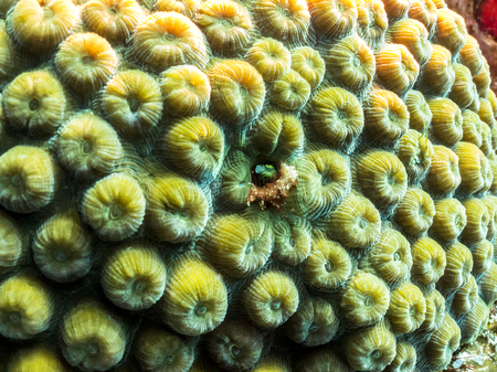 Blenny Hiding In Coral Reef - Barrier Reef, Cozumel, Mexicoの写真素材