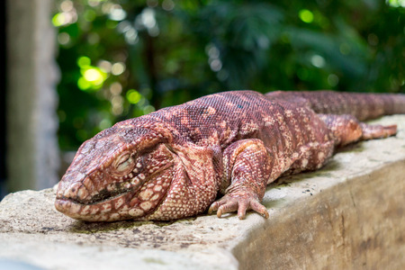 Reg Tegu with Eye Closed at Zoo in Yucatan, Mexicoの写真素材