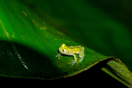 Reticulated Glass Frog in the Wild Rain Forest, Puntarenas, Costa Ricaの写真素材