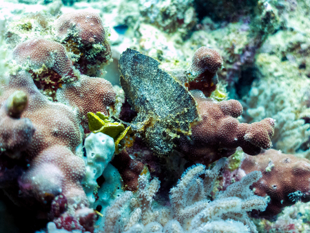 Leaf Scorpionfish - Venomous, Strange Fish