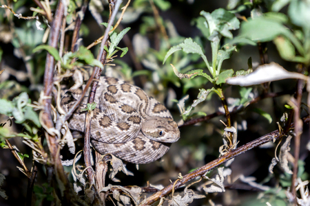 Mojave Rattlesnake in Arizona Desert - Venomous Pit Viper Snakeの写真素材