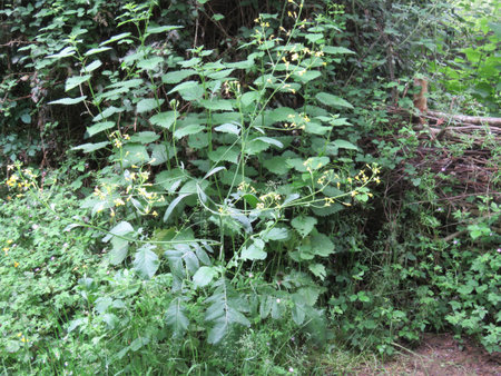 Dawlish Warren Nature Reserveの写真素材