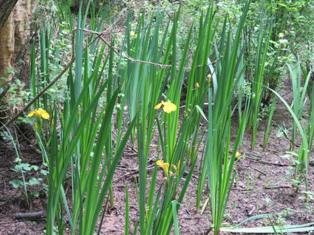 Dawlish Warren Nature Reserveの写真素材