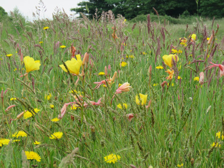 Dawlish Warren Nature Reserveの写真素材