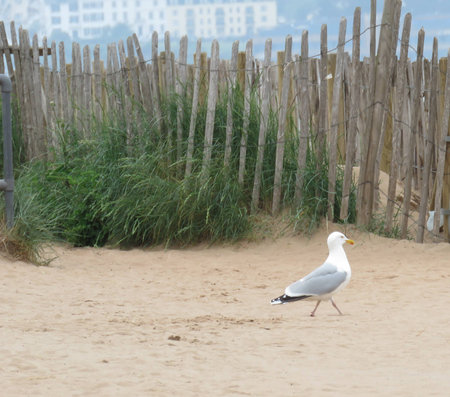 Dawlish Warren Nature Reserveの写真素材