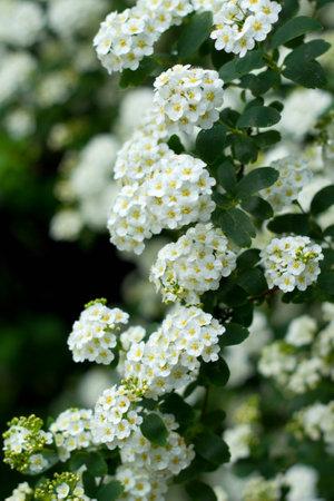 Beautiful white flowers blooming during the spring 