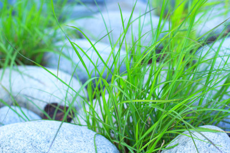 Grass planted betwwen clean, white stones in garden.の写真素材