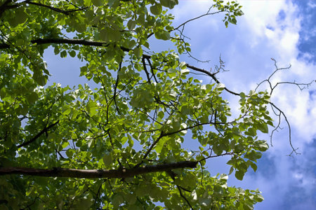 Green, colorful tree branch on the background of cloudy sky.