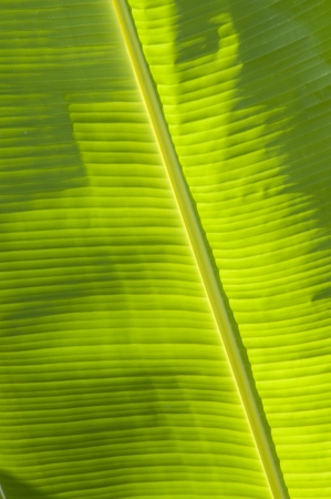 banana leaf green backgroundの写真素材