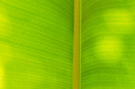 Closeup green banana leaf wallpaperの写真素材