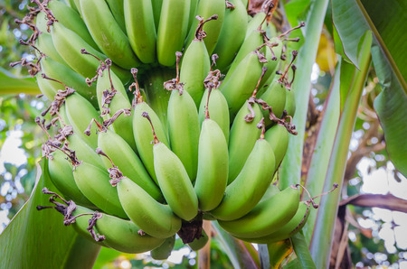 Fresh green banana on banana treeの写真素材