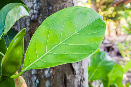 Fresh green leaf on treeの写真素材