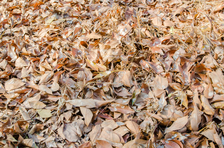 Leaves on the floor, dead of leafの写真素材
