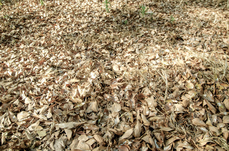 Leaves on the floor, dead of leafの写真素材
