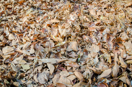 Leaves on the floor, dead of leaf の写真素材