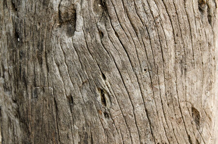Timber stump background, Wood textureの写真素材