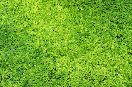 Nature Green Background, grass cover ecoの写真素材