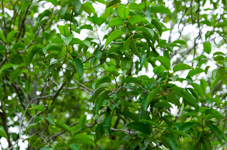 Nature leaf and branch of treeの写真素材