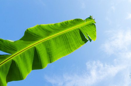 Banana lead on blue sky backgroundの写真素材