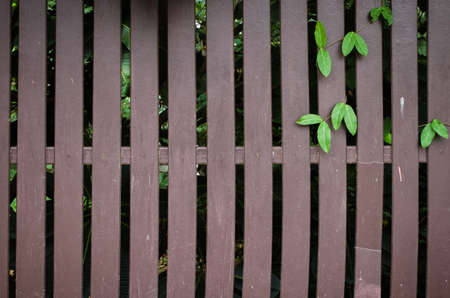 Wooden  fence background and green  leafの写真素材