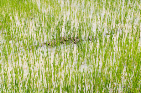 Rice field farm in thailandの写真素材