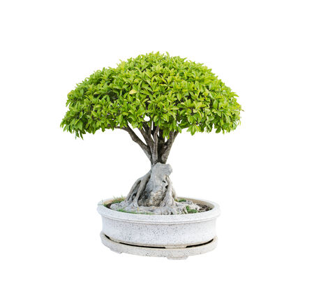 Isolated Tree on white backgroundの写真素材