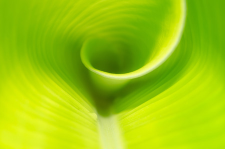 Close up banana leaf background texture, nature green background