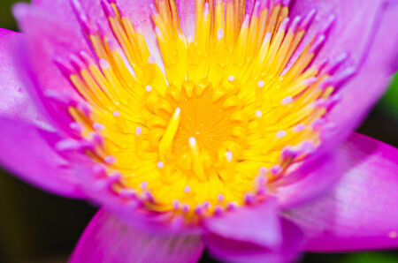 Closeup Blooming lotus water lilyの写真素材