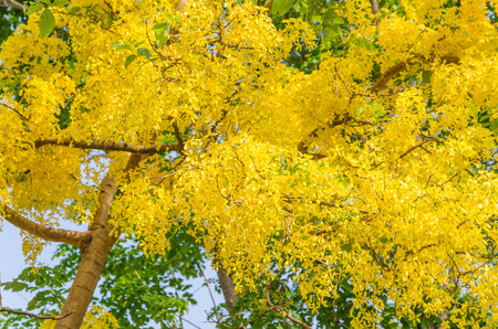 Golden shower tree, beautiful yellow flower name is Ratchaphruekの写真素材