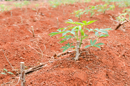 Close up cassava manioc plant in farmlandの写真素材