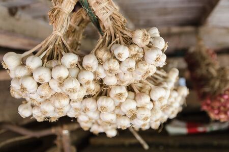 Garlic in a group - Thai vegatableの写真素材