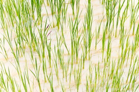 Close up growing rice in field - water rice fieldの写真素材