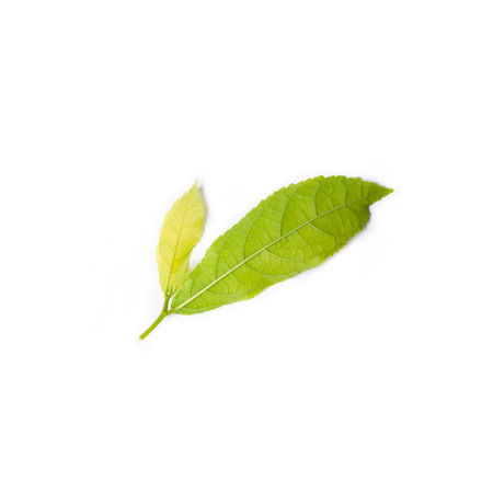 Green leaf isolated on white background  nature leaf