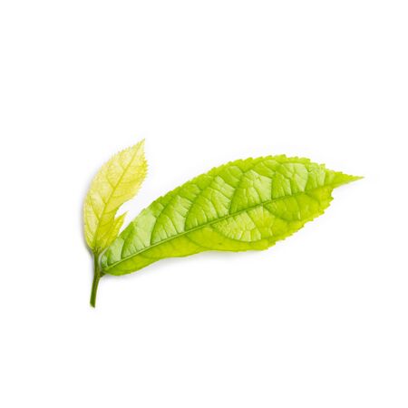 Green leaf isolated on white background  nature leaf
